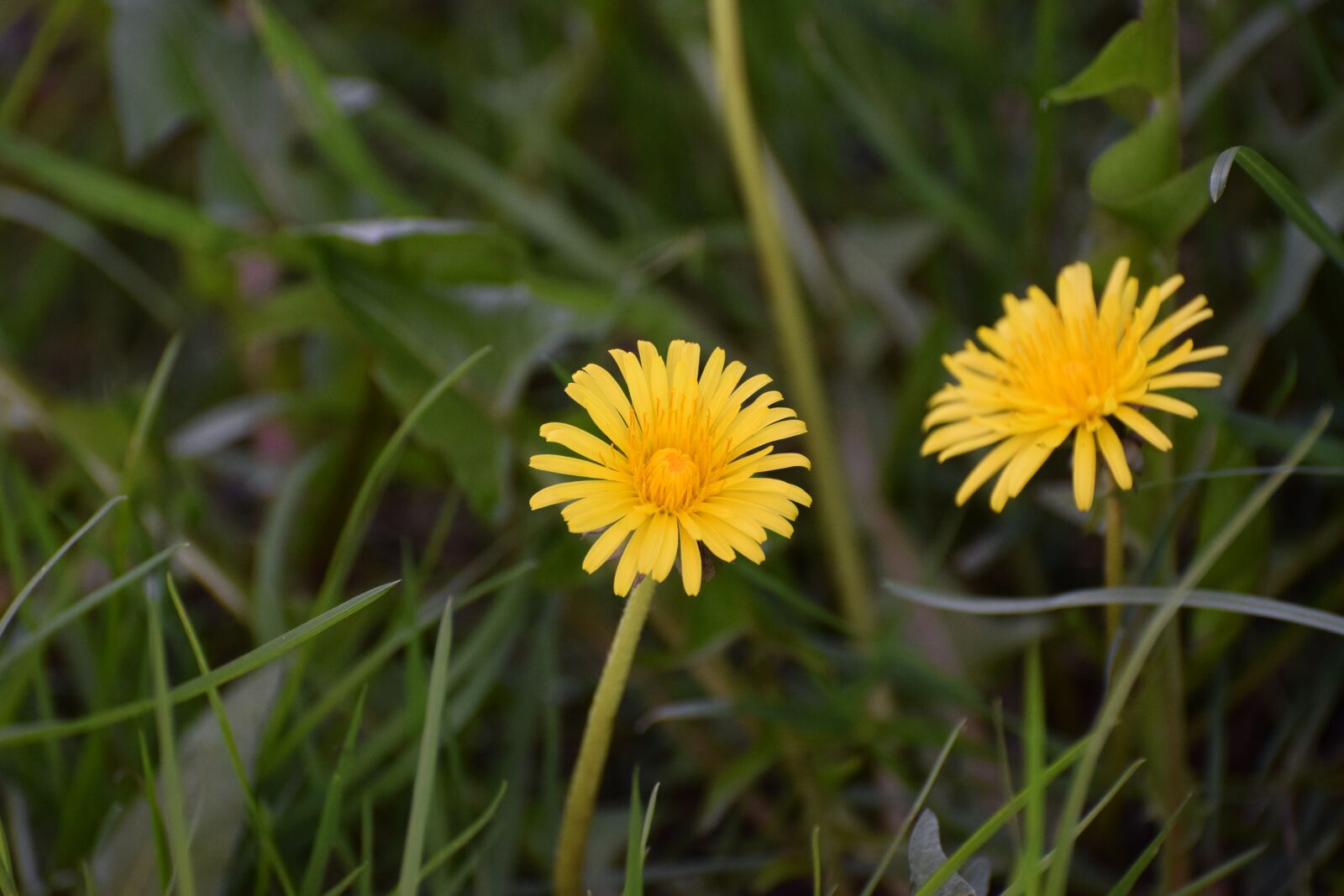 Nikon D5300 sample photo. Blossom, bloom, yellow flower photography