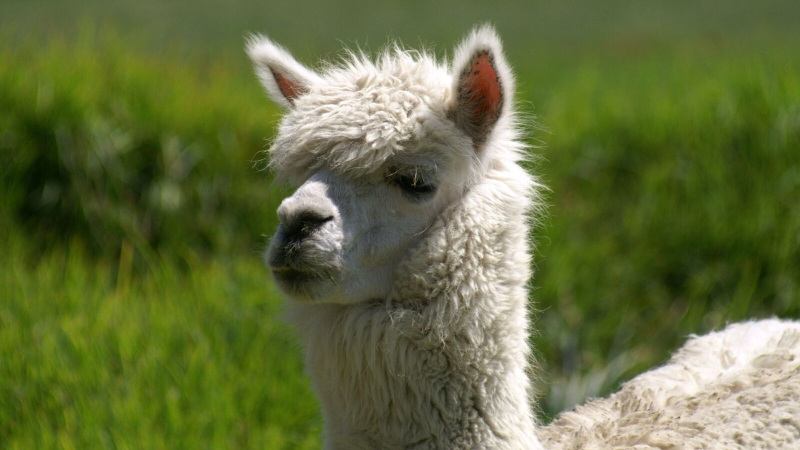 KONICA MINOLTA DYNAX 7D sample photo. Portrait, alpaca, peru photography