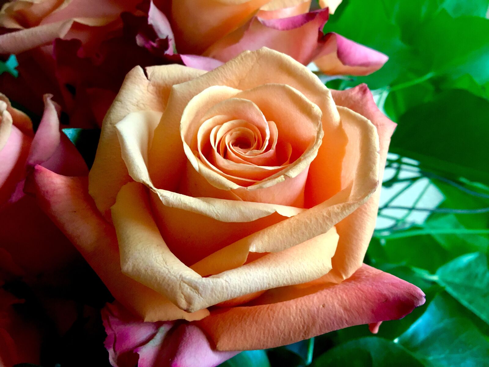 Apple iPhone 6s sample photo. Rose, orange, blossom photography