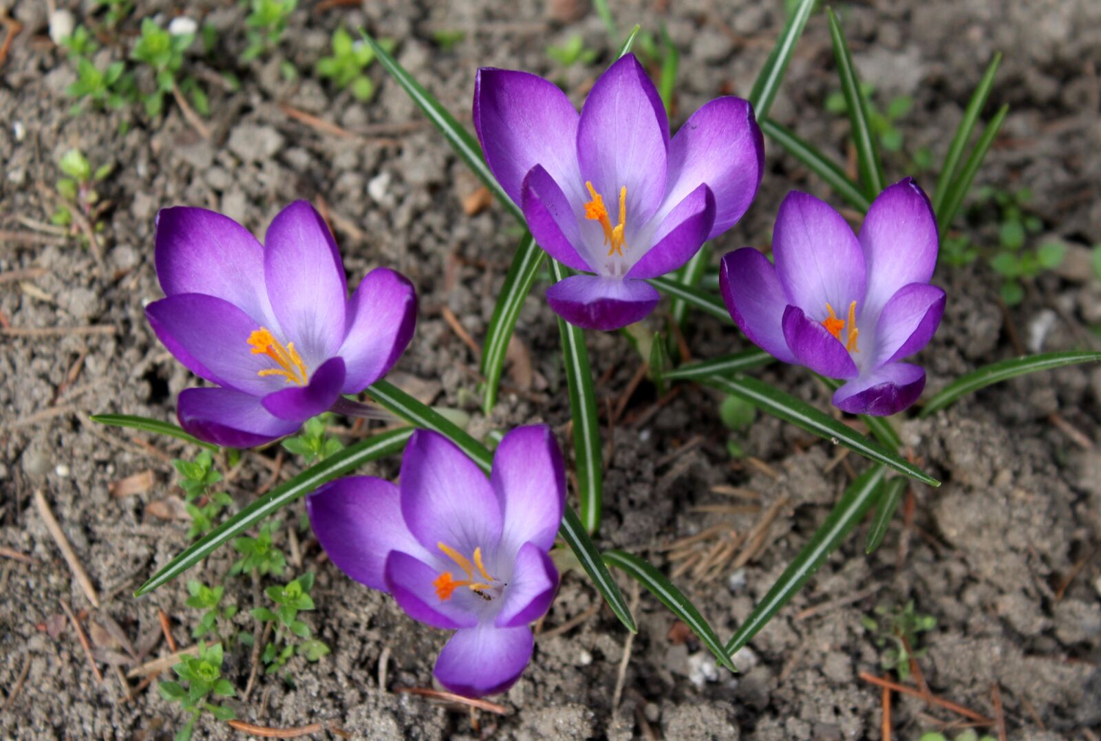 Canon EOS 1200D (EOS Rebel T5 / EOS Kiss X70 / EOS Hi) sample photo. Crocus, spring, saffron photography