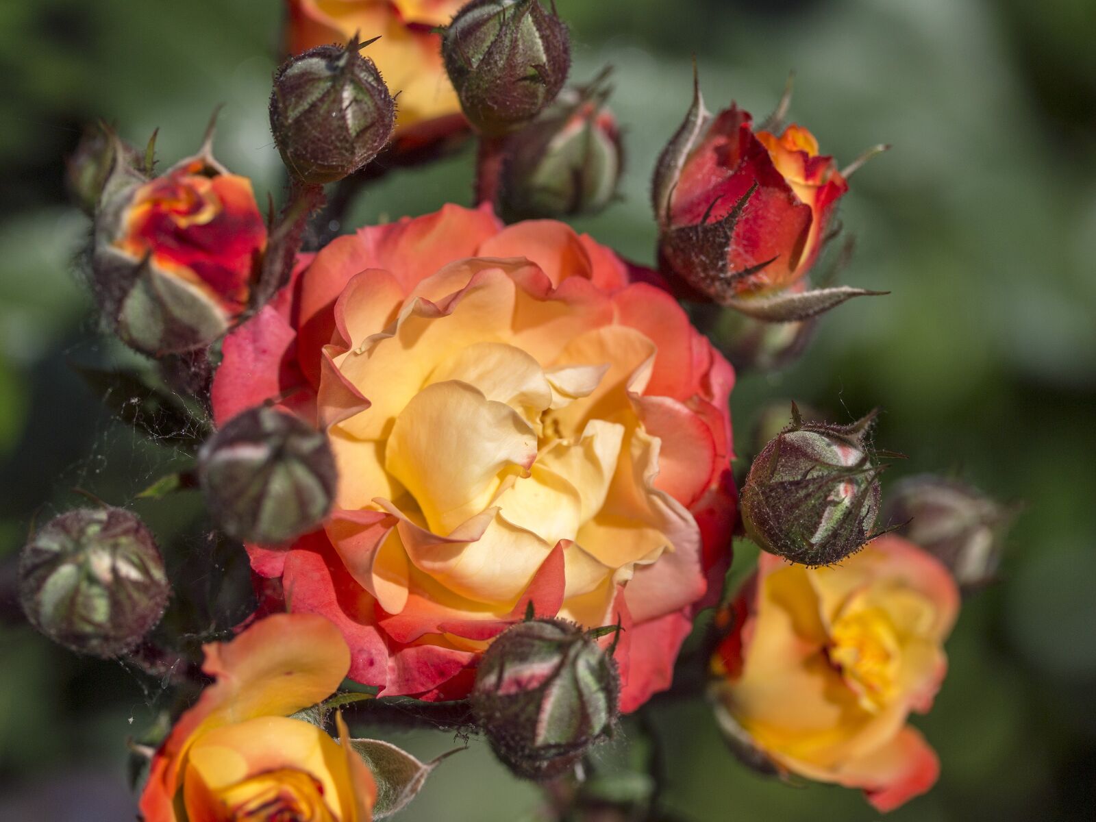 Canon EOS 70D + Canon EF-S 60mm F2.8 Macro USM sample photo. Rose, red, yellow photography