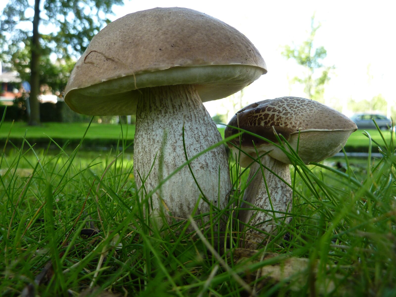 Panasonic DMC-TZ7 sample photo. Hard populierenboleet, mushroom photography