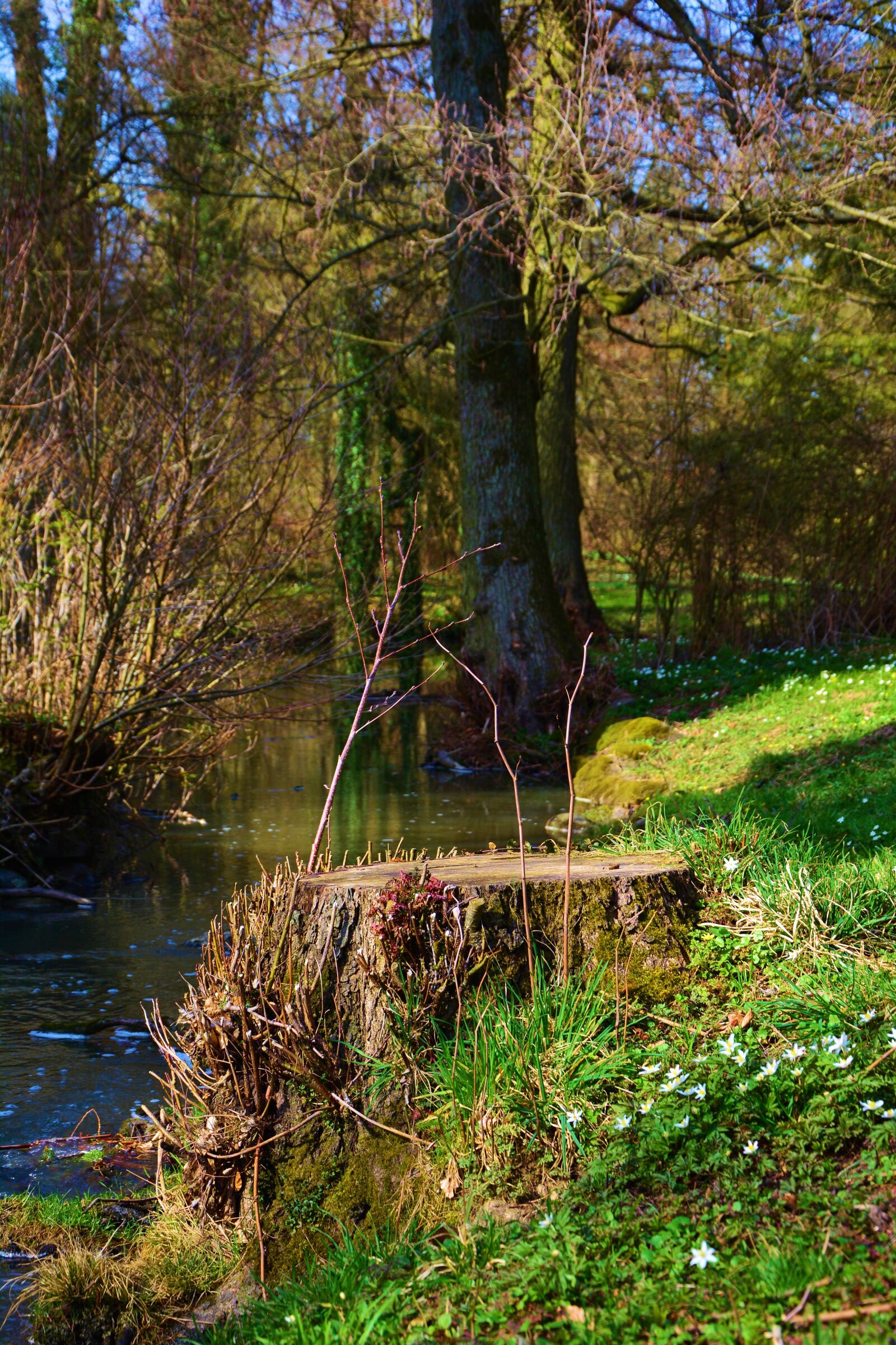 Nikon D5200 sample photo. Tree stump, forest, waters photography