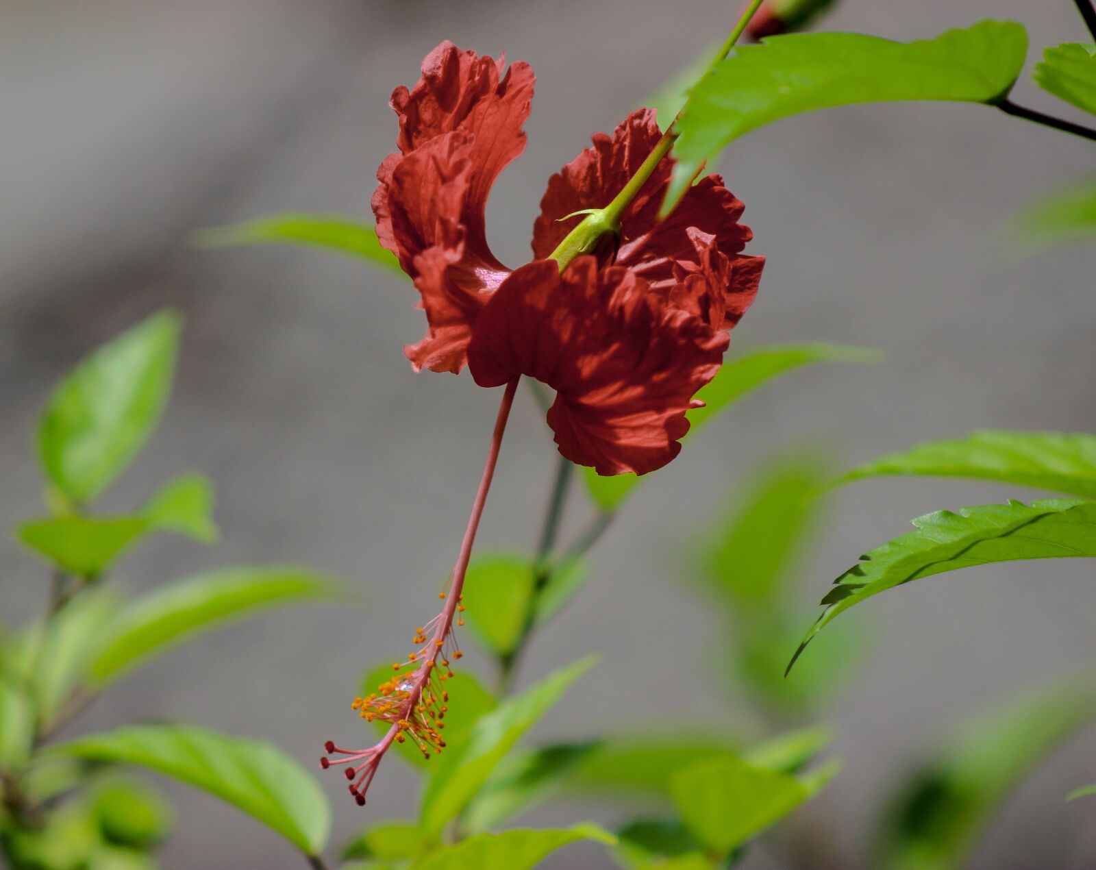 Canon EOS 600D (Rebel EOS T3i / EOS Kiss X5) sample photo. Flower, garden, nature photography