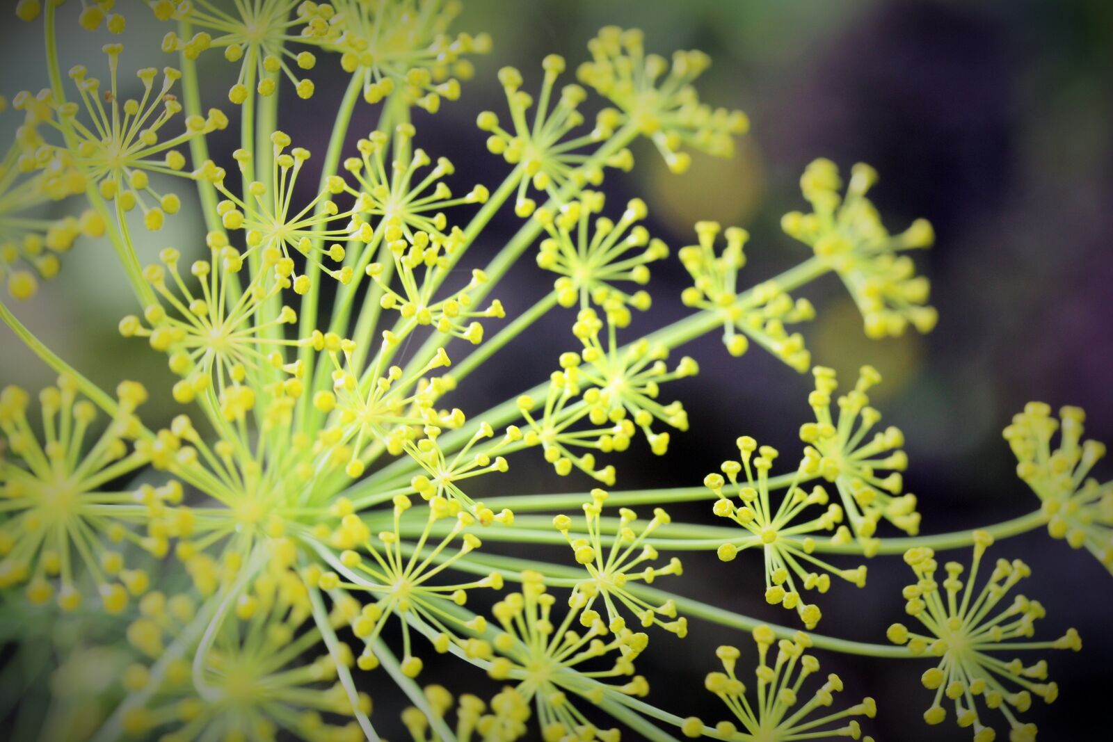 Canon EOS 450D (EOS Rebel XSi / EOS Kiss X2) sample photo. Dill, seed, summer photography
