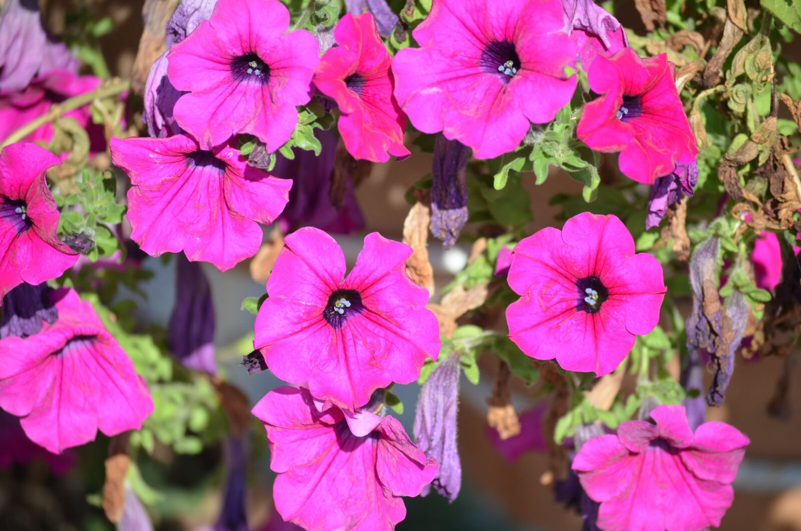 Nikon D5100 sample photo. Flower, petunia, mov photography