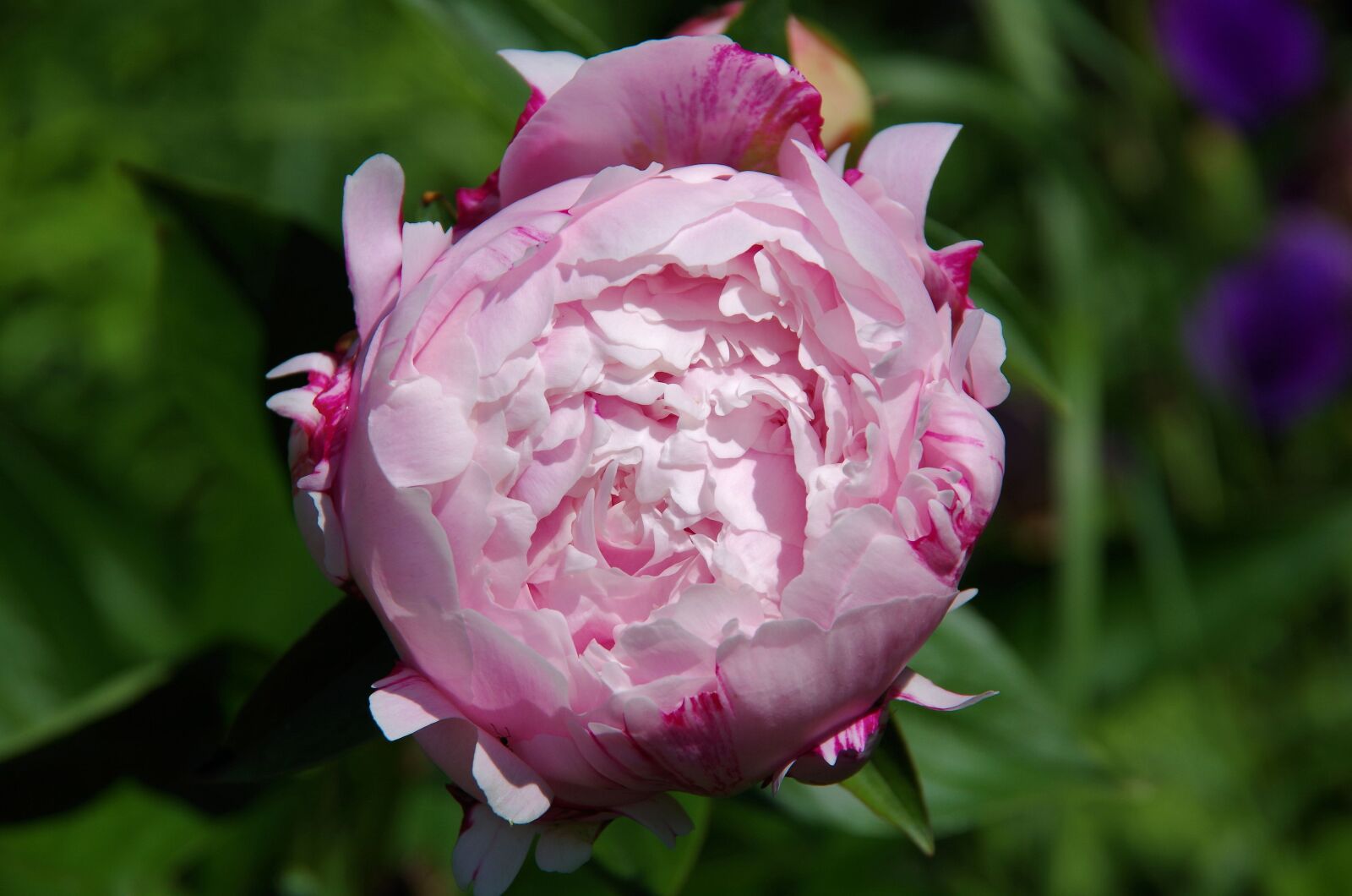 Pentax K-50 sample photo. Peony, blossom, bloom photography