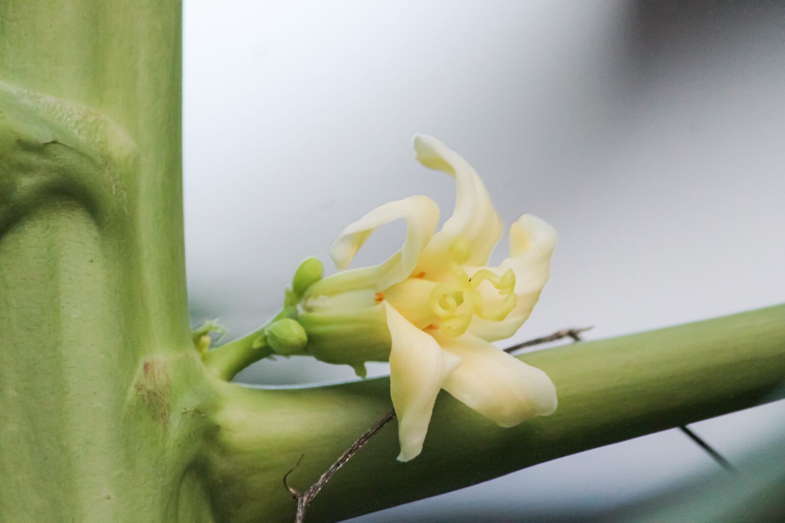 Canon EF-S 55-250mm F4-5.6 IS sample photo. Macro, sunlight, flower garden photography