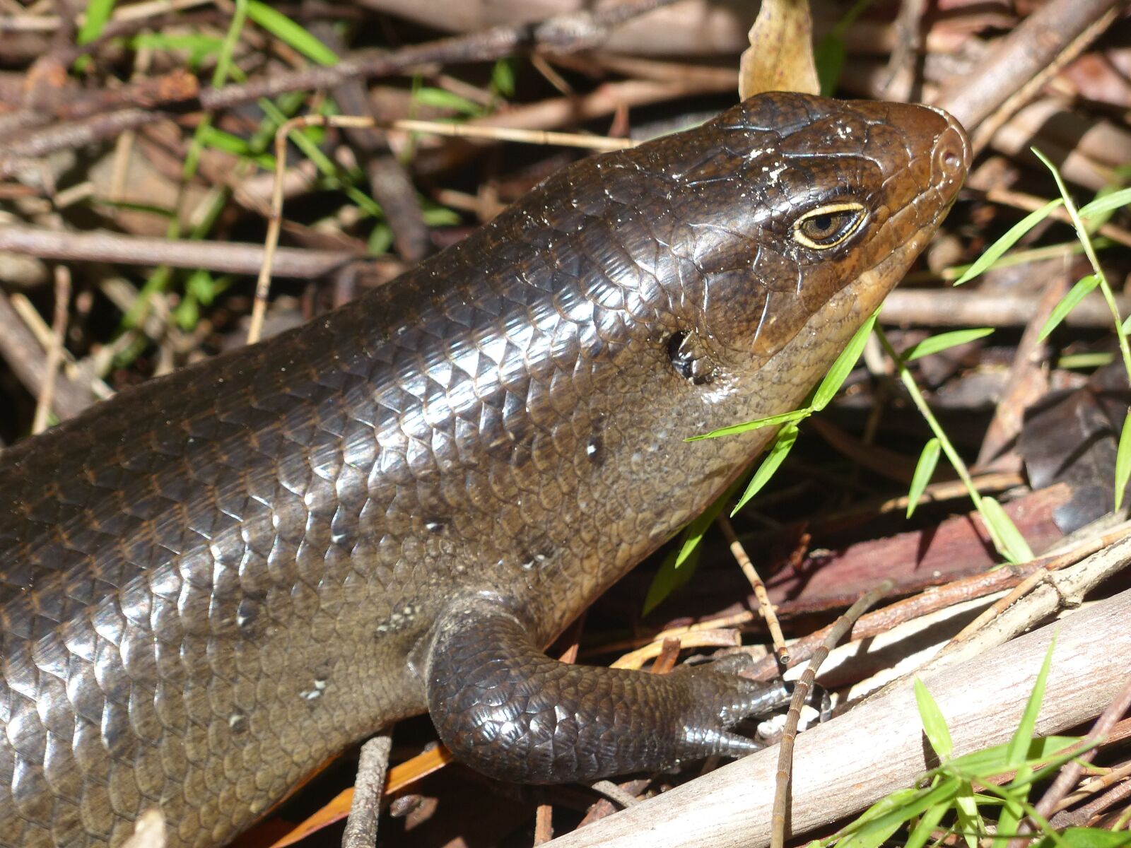 Panasonic Lumix DMC-FZ200 sample photo. Skink, lizard, reptile photography