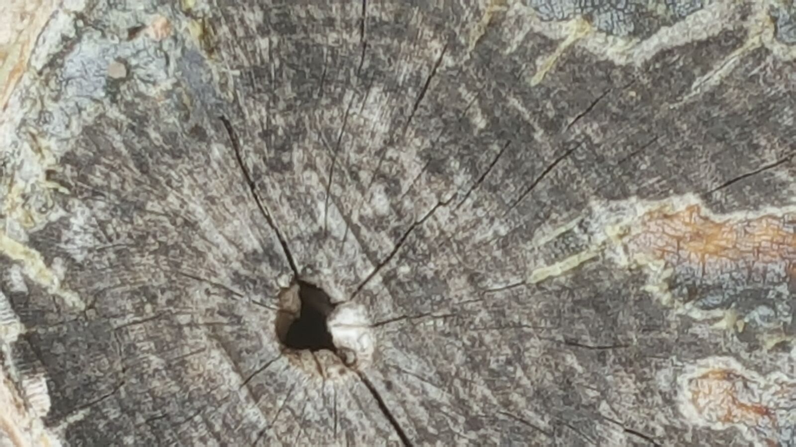 Samsung Galaxy Note5 sample photo. Driftwood, grain, hole, tree photography