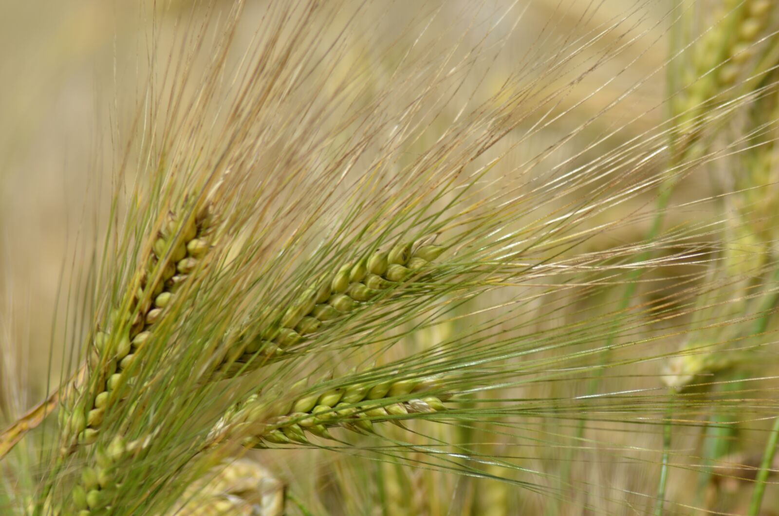 Nikon D5100 sample photo. Barley, cereal, agriculture photography