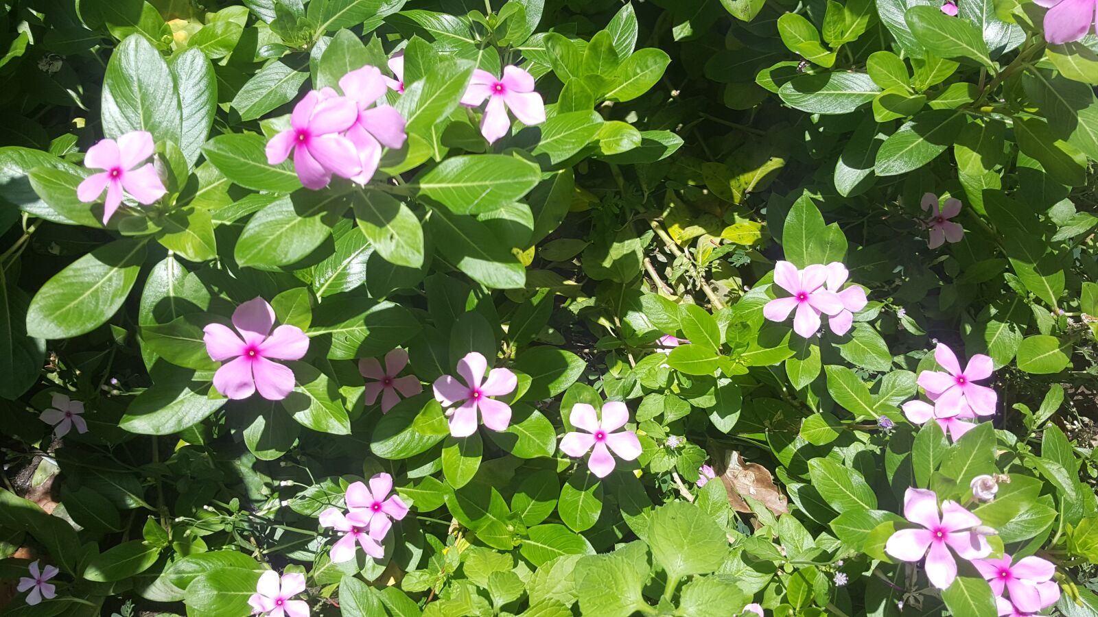 Samsung Galaxy Note5 sample photo. Flowers, garden, pink photography