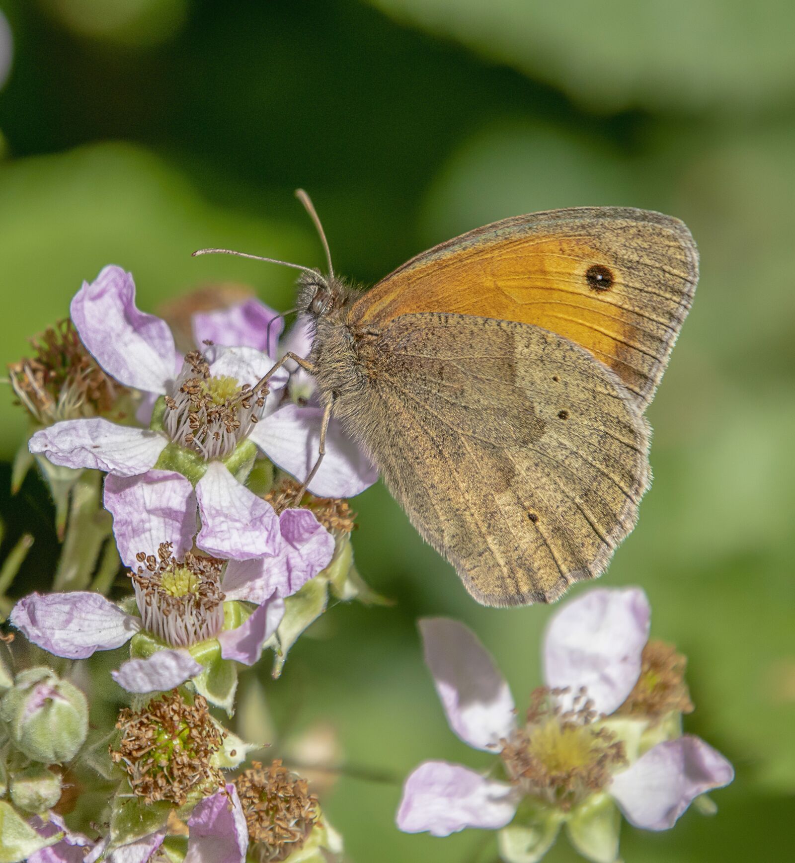 Sigma 100-400mm F5-6.3 DG OS HSM sample photo. Butterfly, meadow-brown, insect photography