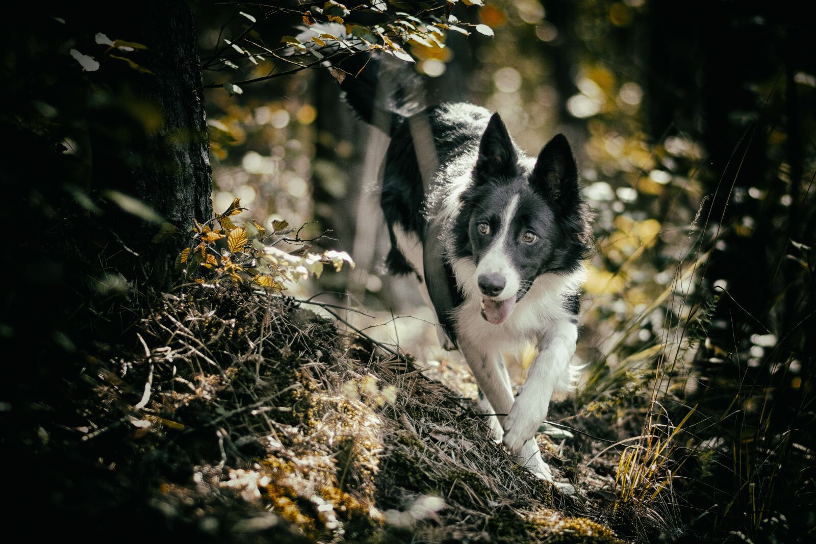 Nikon D7500 sample photo. Dog, animal, border collie photography