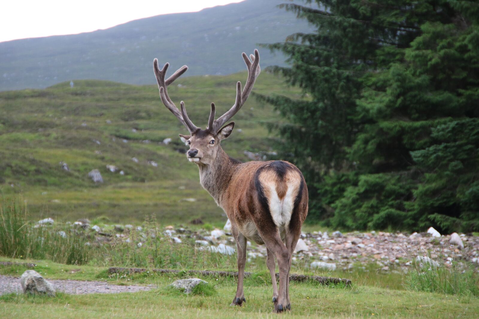 Canon EOS 750D (EOS Rebel T6i / EOS Kiss X8i) sample photo. Scotland, glencoe, stag photography