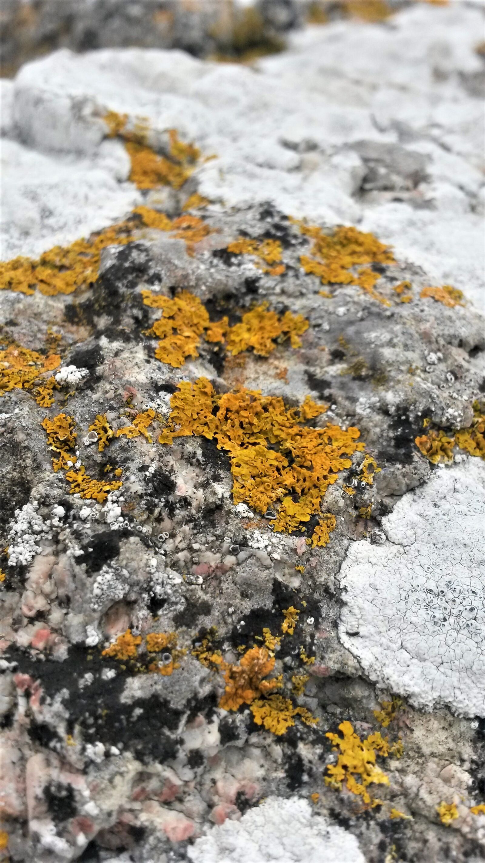 Samsung Galaxy S4 Mini sample photo. Lichens, rock, mountains photography