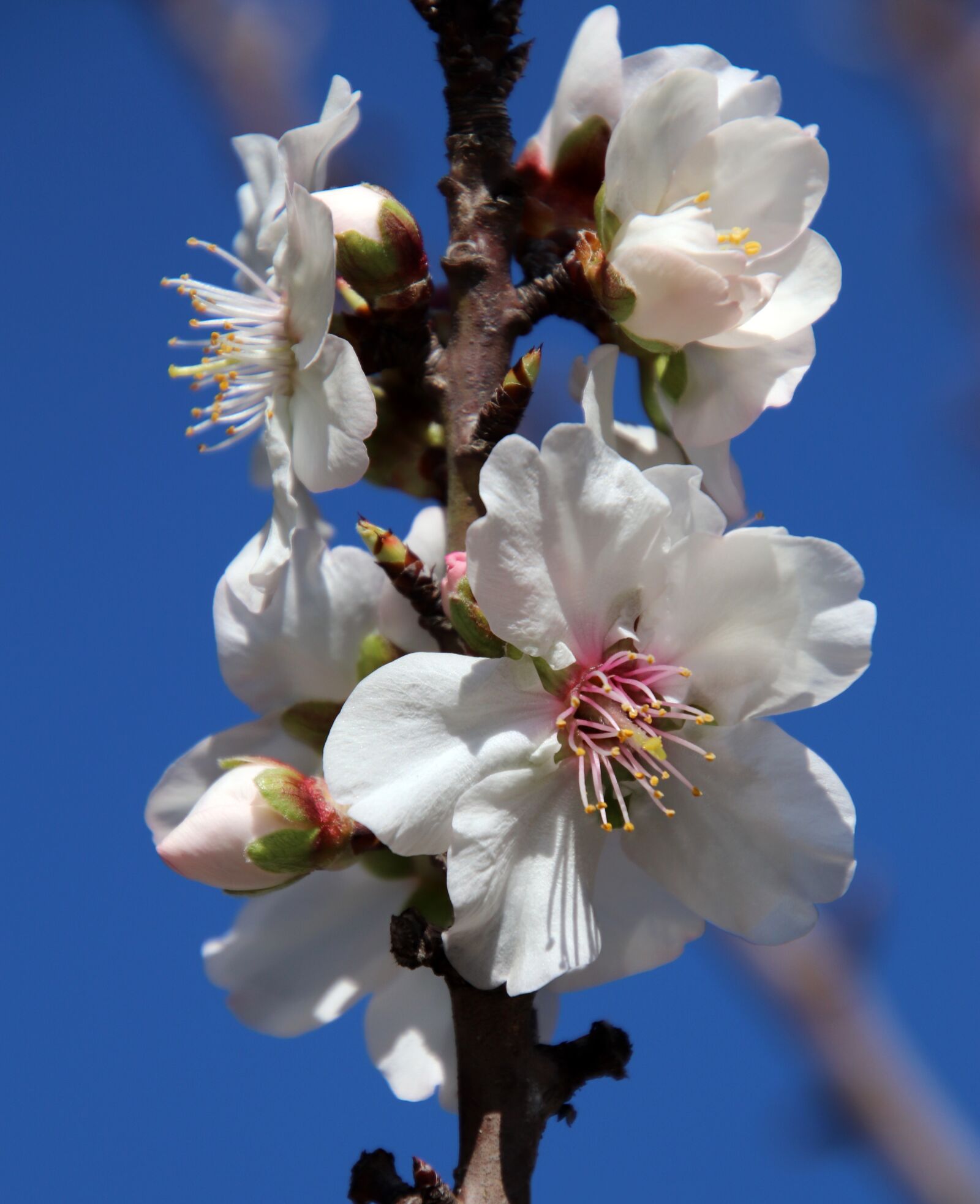 Canon EOS 800D (EOS Rebel T7i / EOS Kiss X9i) sample photo. Blossom, almond, tree photography