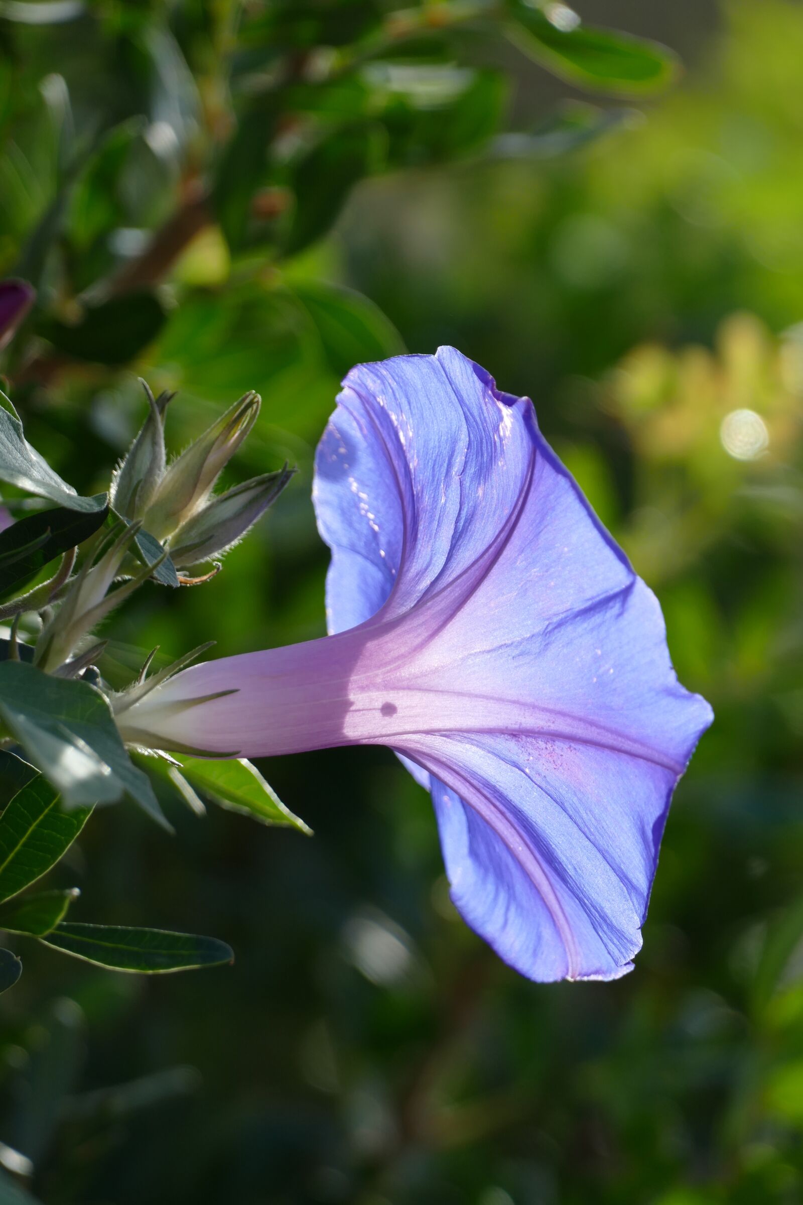 Panasonic Lumix DMC-FZ1000 sample photo. Ide, flower, plant photography