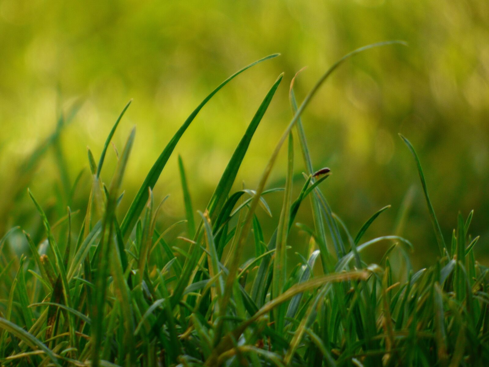 Panasonic DMC-FZ72 sample photo. Grass, blade, garden photography