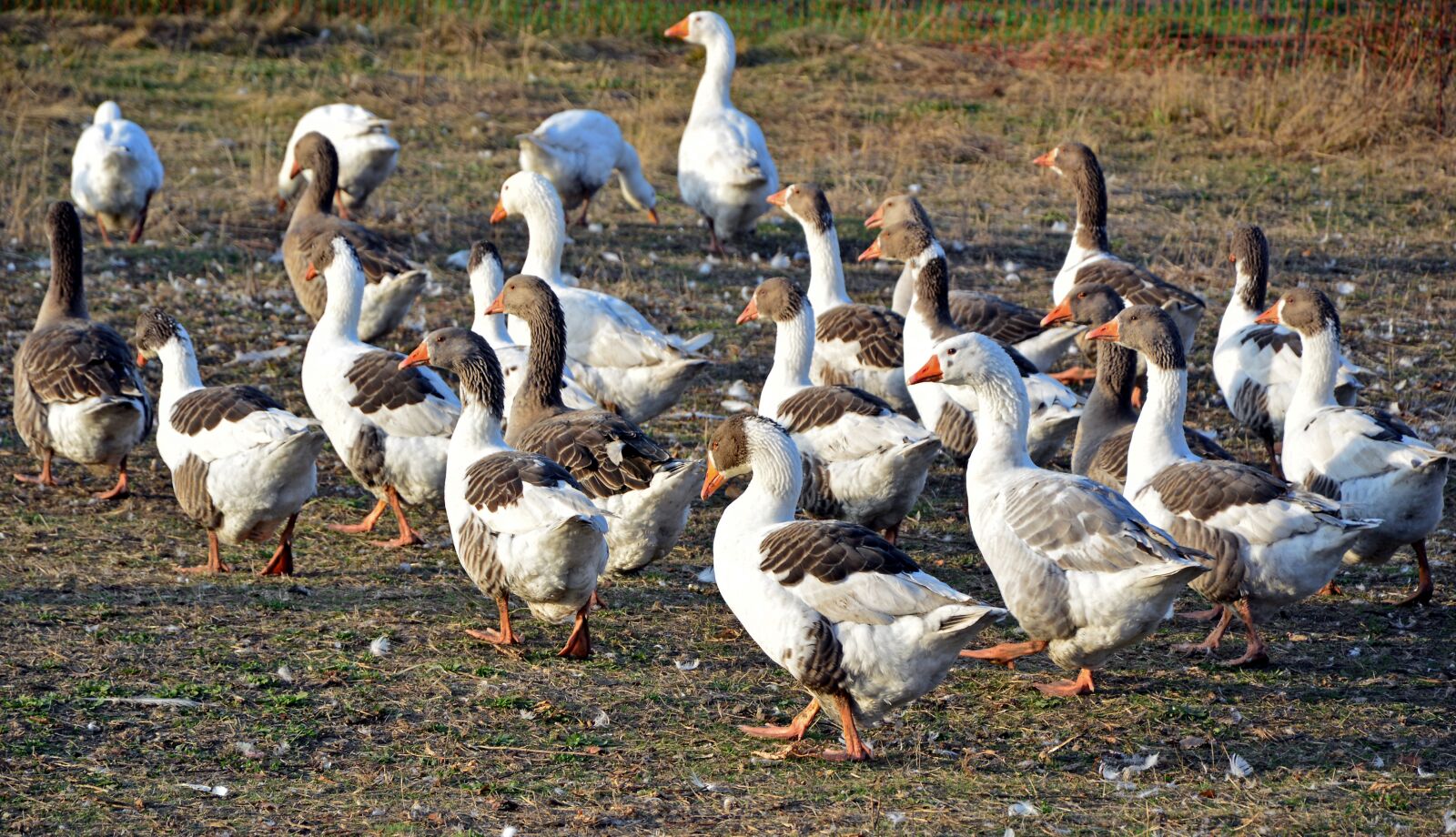 Nikon D3200 sample photo. Geese, goose-char, birds photography