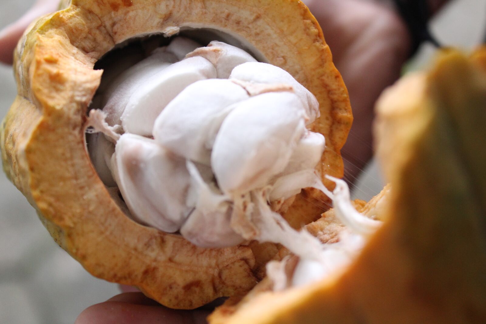 Canon EOS 1200D (EOS Rebel T5 / EOS Kiss X70 / EOS Hi) sample photo. Cocoa, nature, chocolate photography