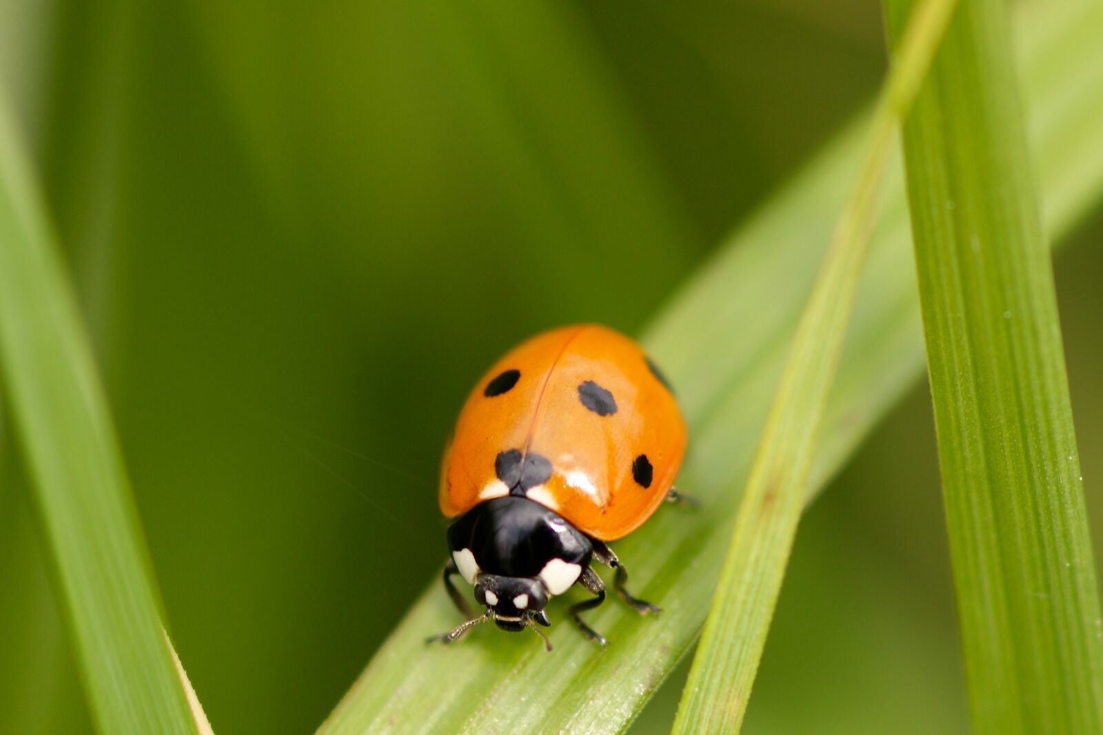 Sony Alpha DSLR-A350 sample photo. Ladybug, red, beetle photography