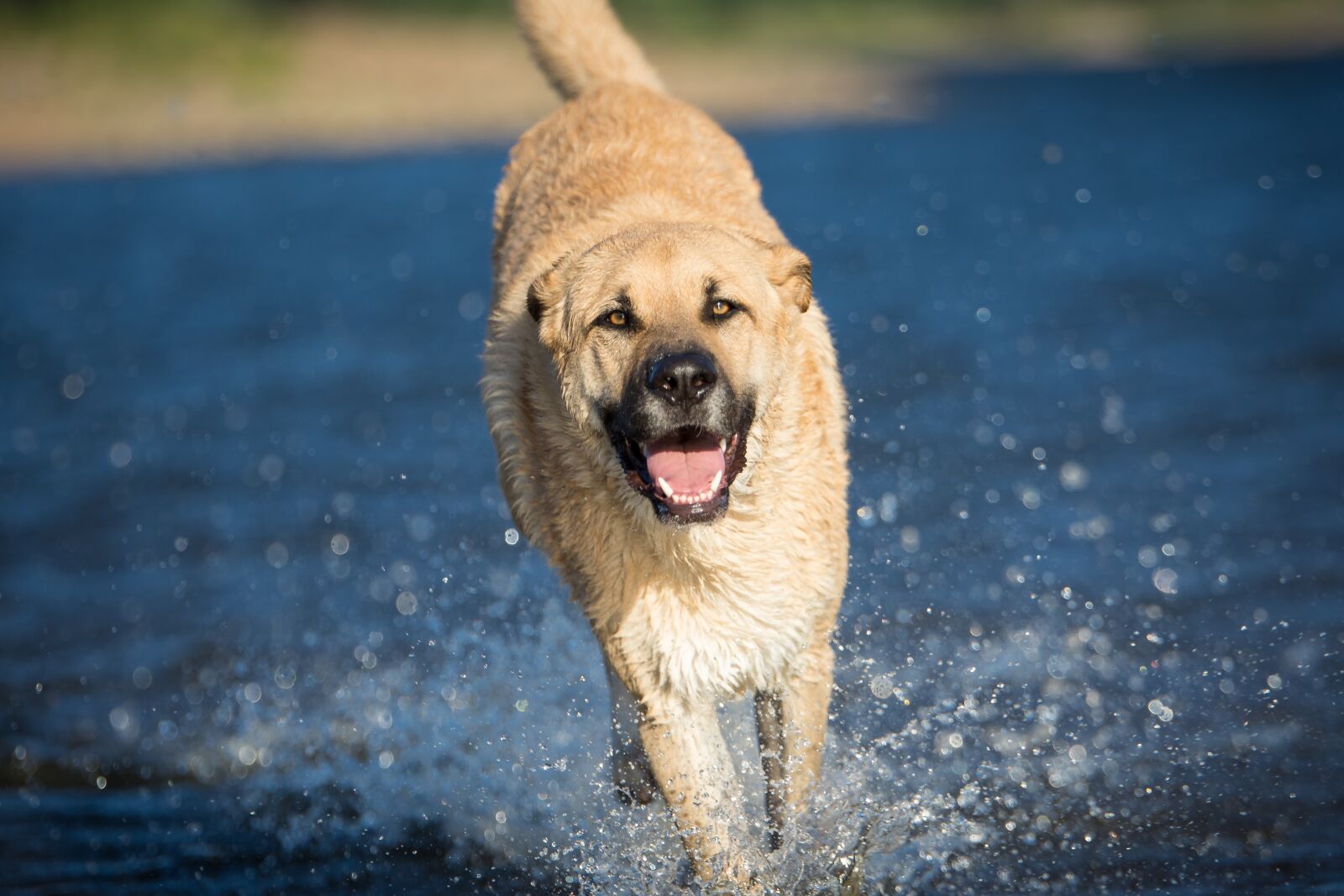 Tamron SP 70-200mm F2.8 Di VC USD sample photo. Dog, water, race photography