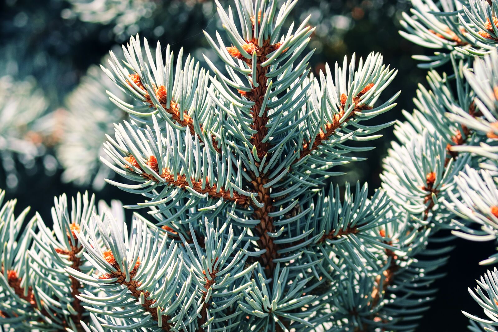 Canon EF-S 55-250mm F4-5.6 IS II sample photo. Blue spruce, noble fir photography