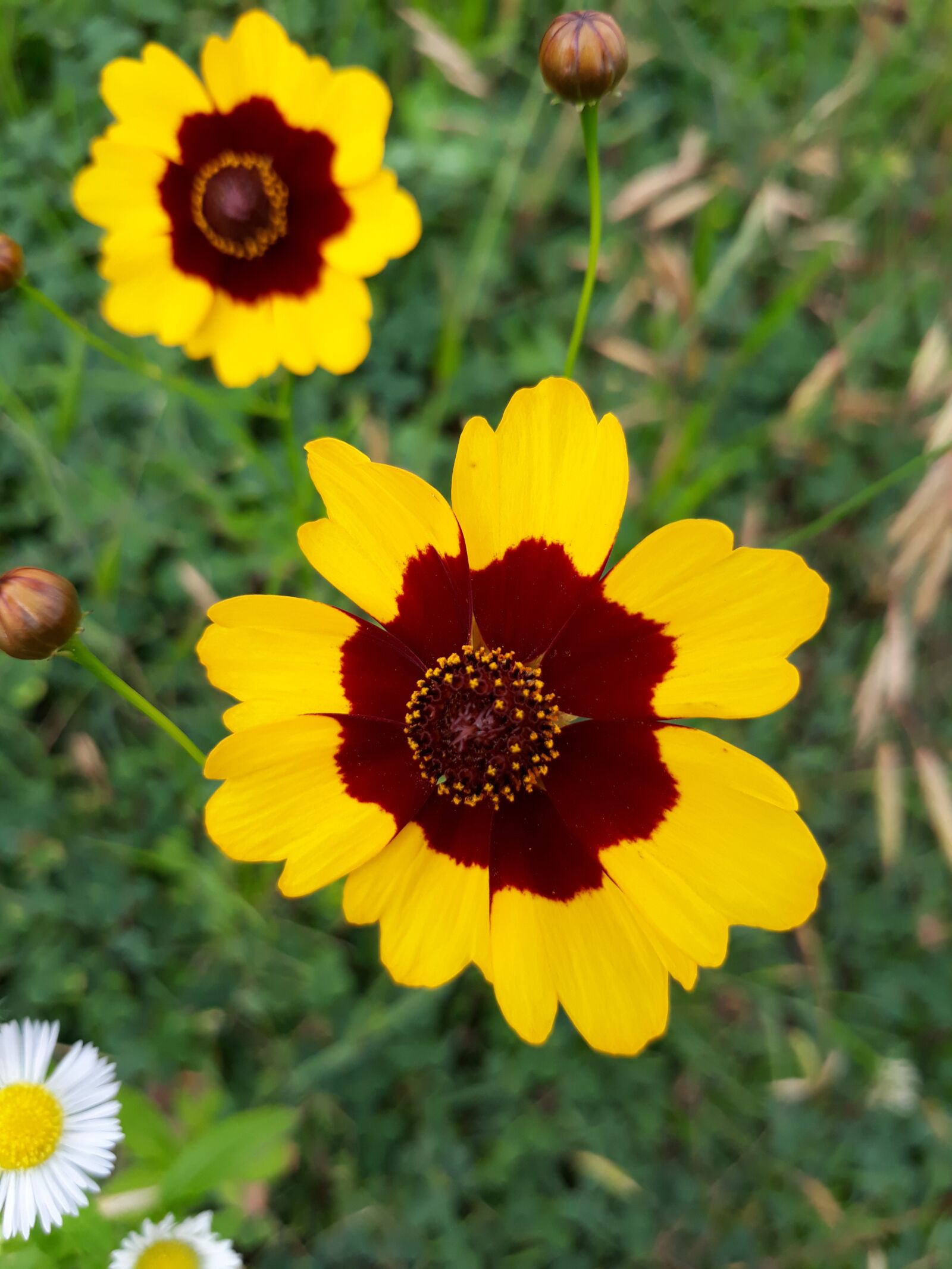 Samsung Galaxy On7(2016) sample photo. Flowers, yellow flower, plants photography