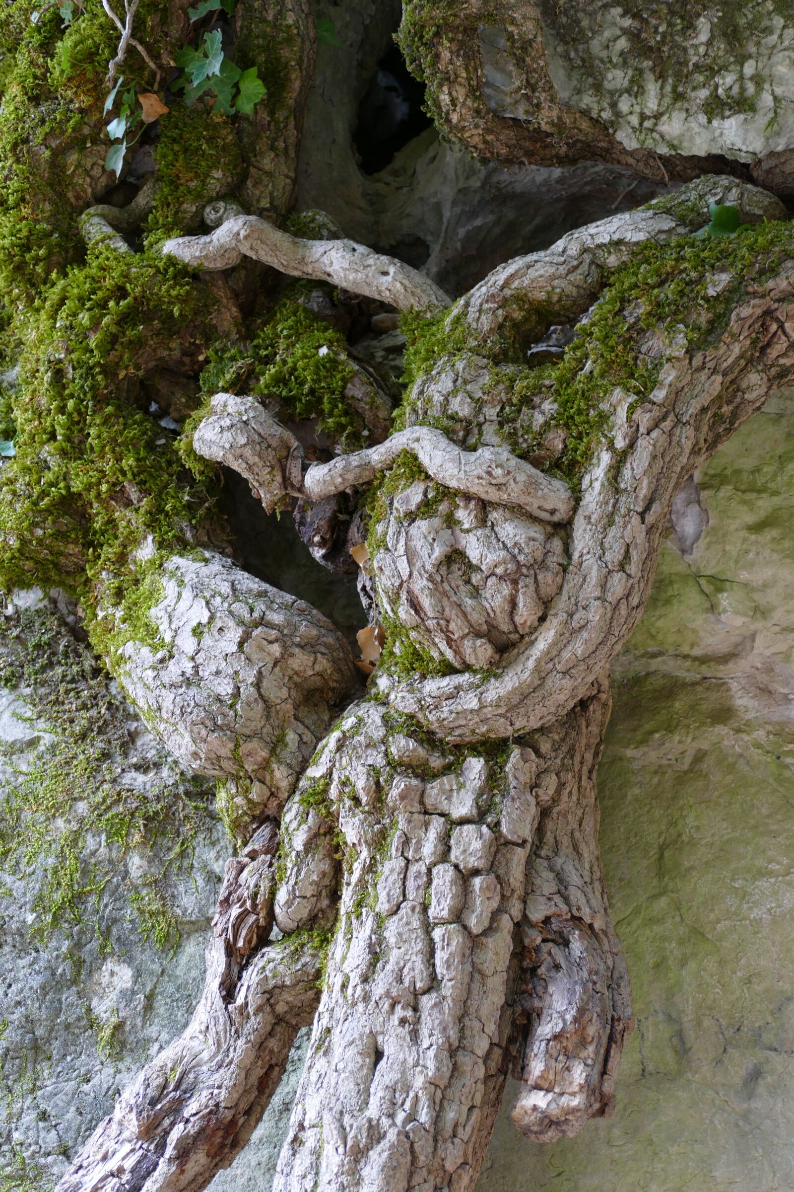 Panasonic Lumix DMC-FZ1000 sample photo. Tree, root, structure photography