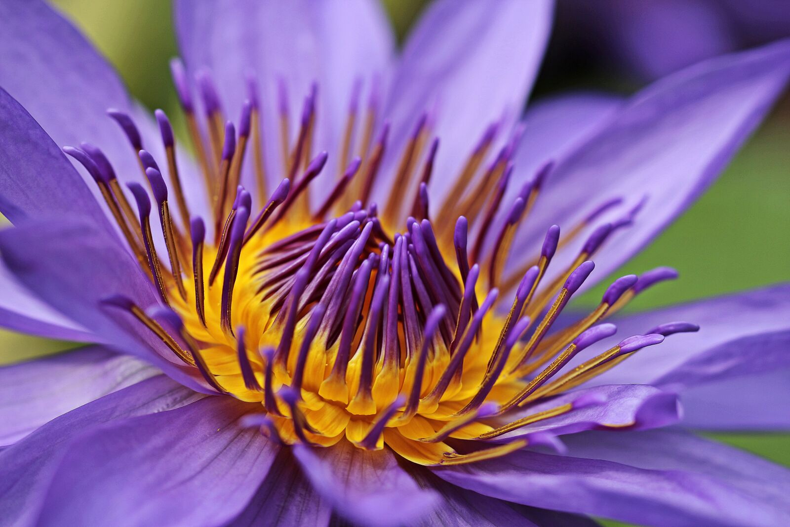 Canon EOS 100D (EOS Rebel SL1 / EOS Kiss X7) sample photo. Water lily, nuphar lutea photography