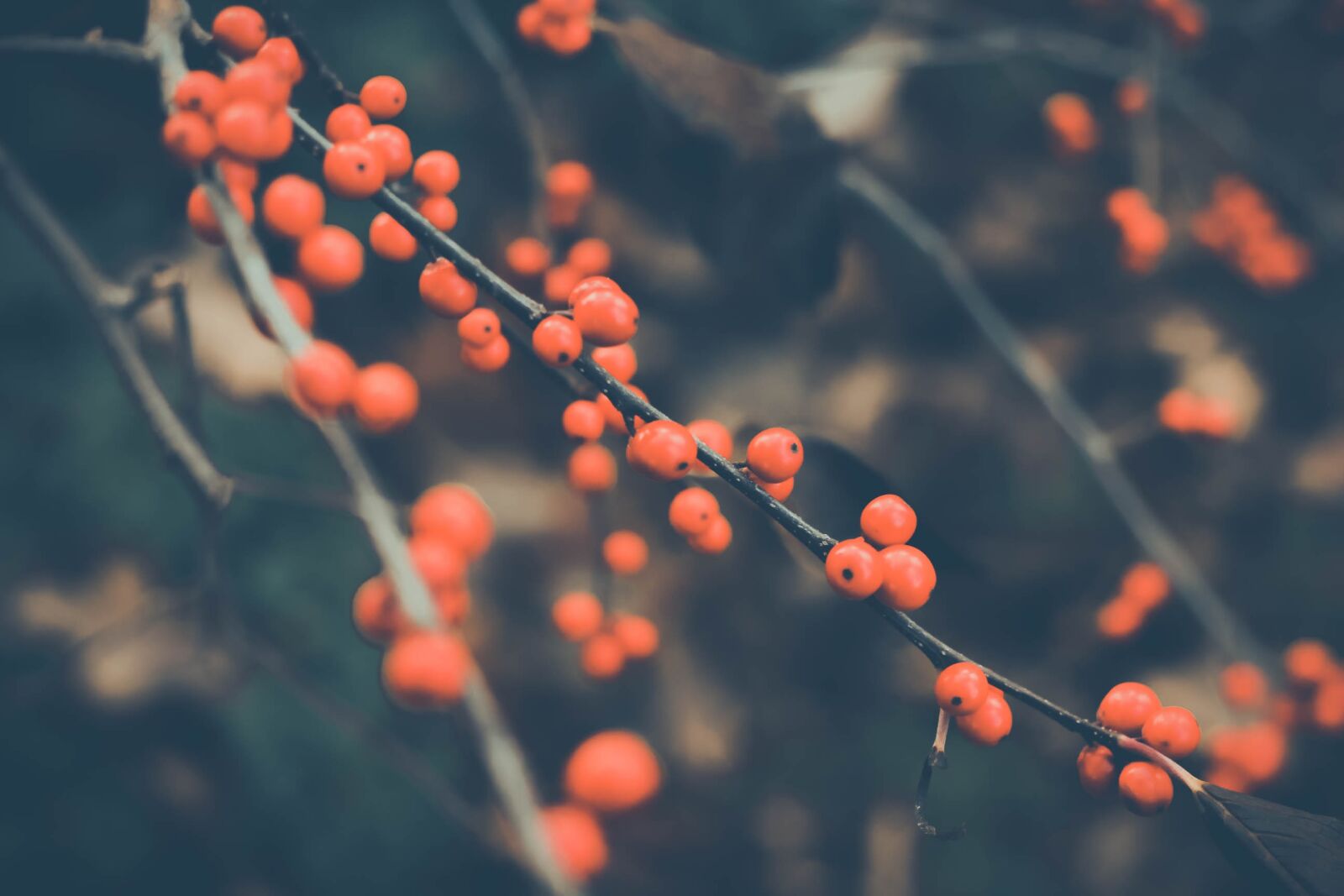 Canon EOS 60D + Canon EF 50mm F1.8 II sample photo. Tree, branch, nature photography