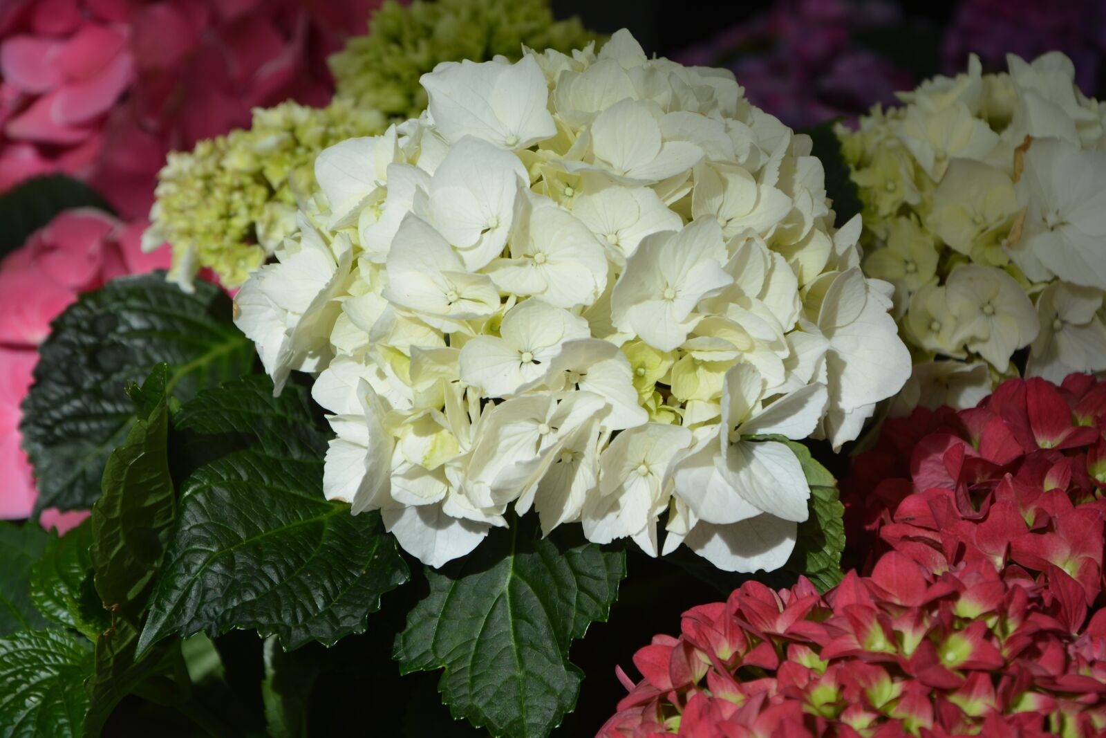 Nikon D5200 sample photo. Flower, white hydrangea, leaf photography
