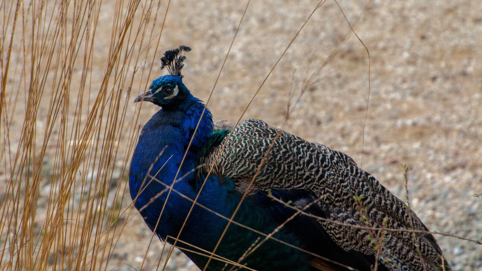 Canon EOS 70D sample photo. Peacock, males, bird photography