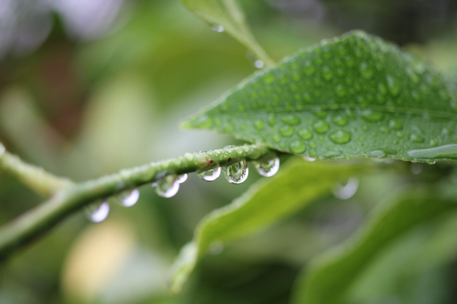 Canon EOS 550D (EOS Rebel T2i / EOS Kiss X4) sample photo. Leaves, branch, dew photography