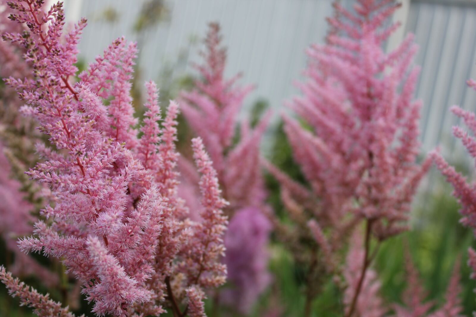 Canon EOS 550D (EOS Rebel T2i / EOS Kiss X4) sample photo. Flowers, summer, flower garden photography
