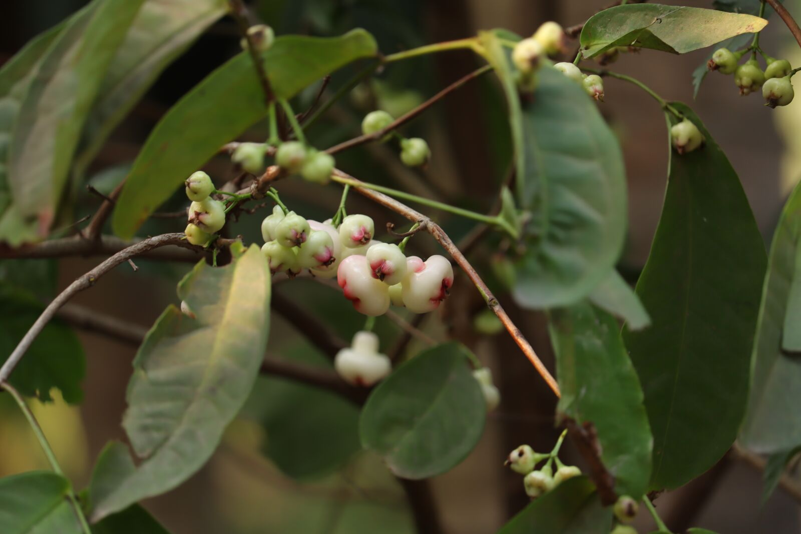 Canon EOS 250D (EOS Rebel SL3 / EOS Kiss X10 / EOS 200D II) sample photo. Rose apple, kerala, plant photography