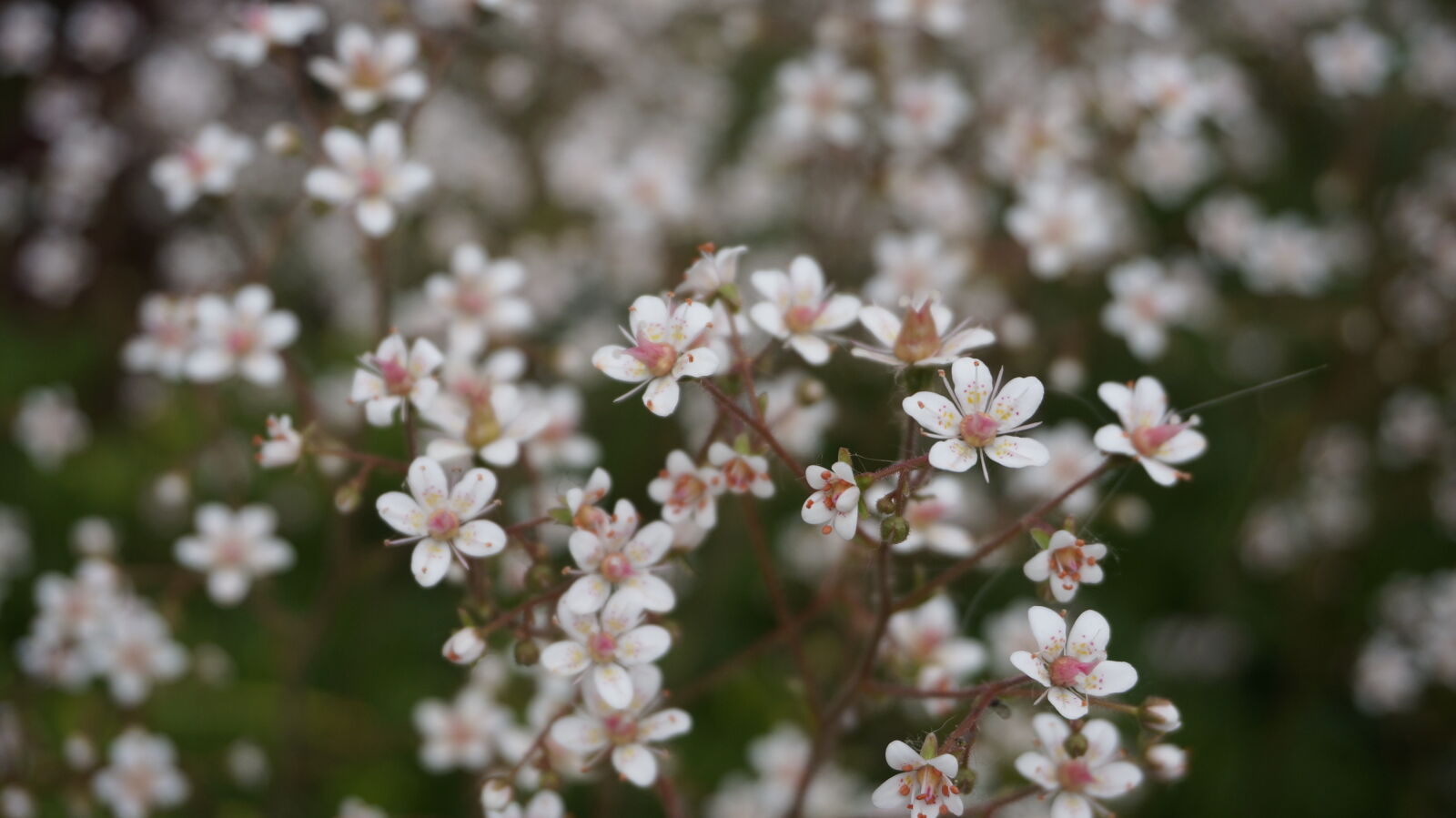 Sony Alpha NEX-5T sample photo
