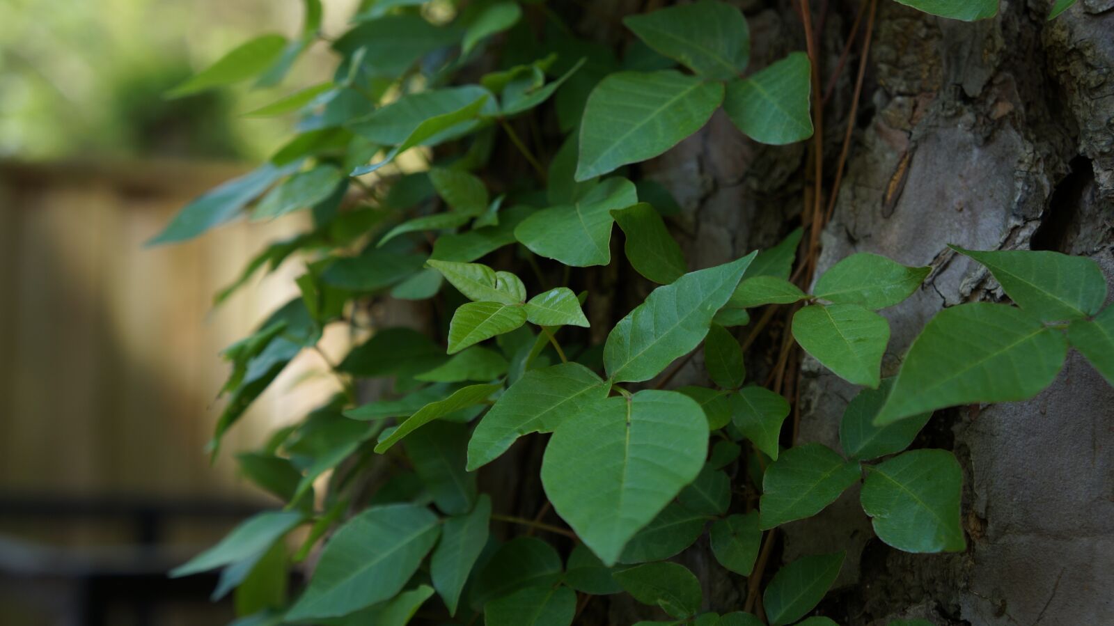 Sony Alpha a3000 + Sony E 18-55mm F3.5-5.6 OSS sample photo. Leaf, growth, flora photography