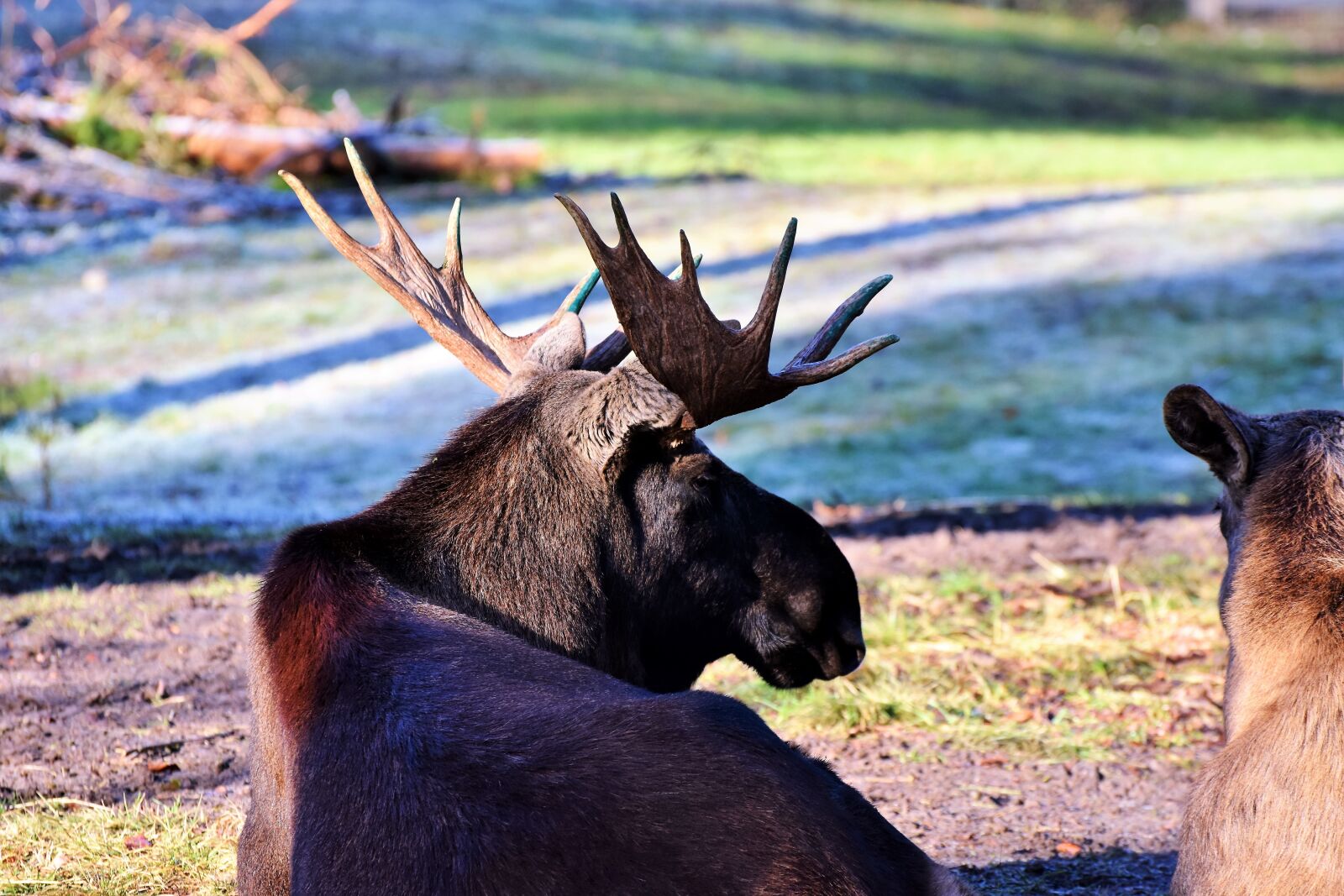 Nikon D7200 sample photo. Moose, antler, bull moose photography