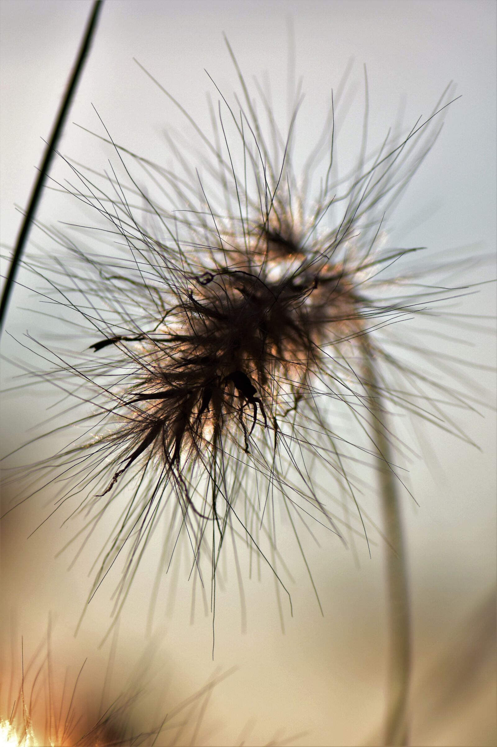 Nikon D5500 sample photo. Grasses, blade of grass photography