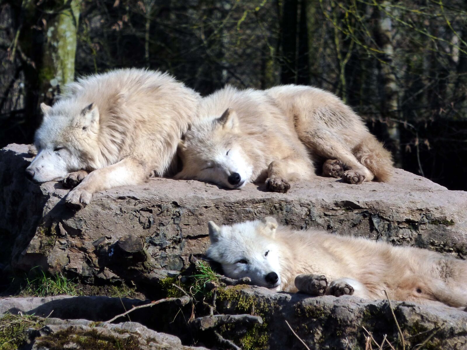 Panasonic DMC-FZ72 sample photo. Wolf, mammal, nature photography