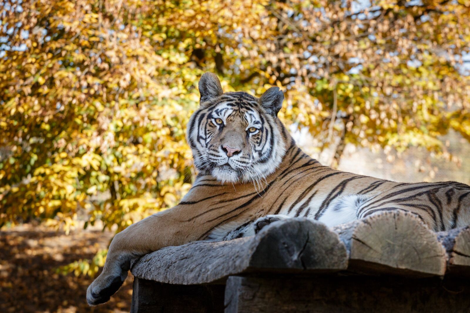 Canon EOS 70D sample photo. Nature, tiger, animal photography