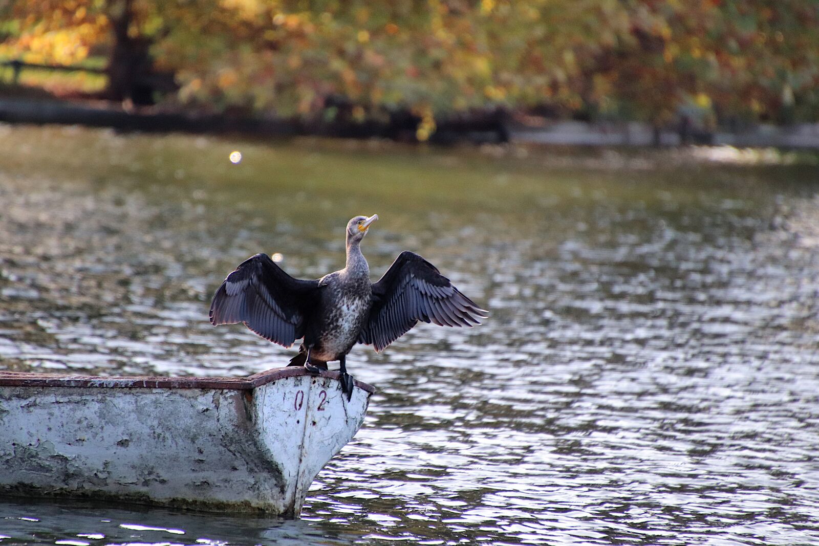 Canon EOS 800D (EOS Rebel T7i / EOS Kiss X9i) sample photo. Cormorant, birds, seabirds photography