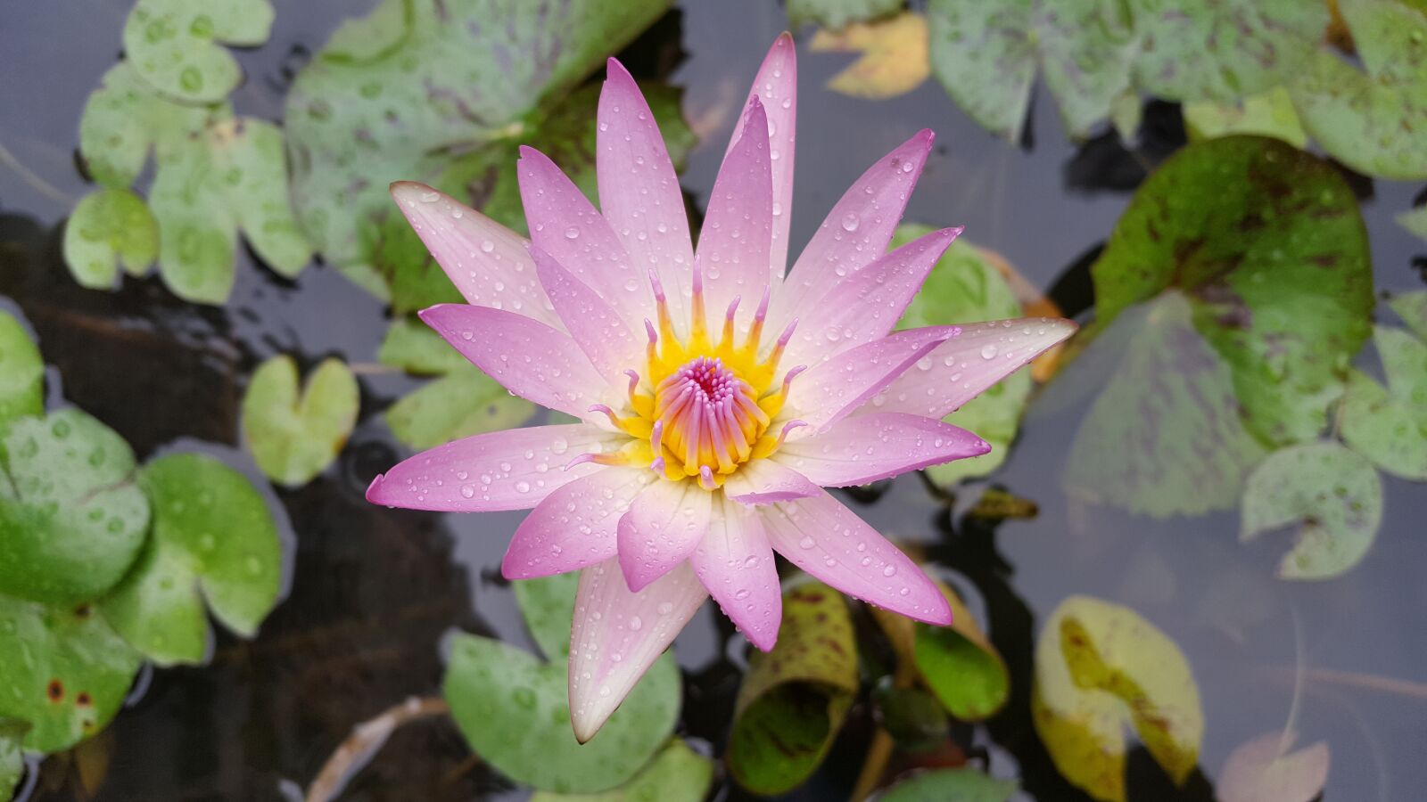 Samsung Galaxy Note5 sample photo. Nymphaea alba, pink red photography