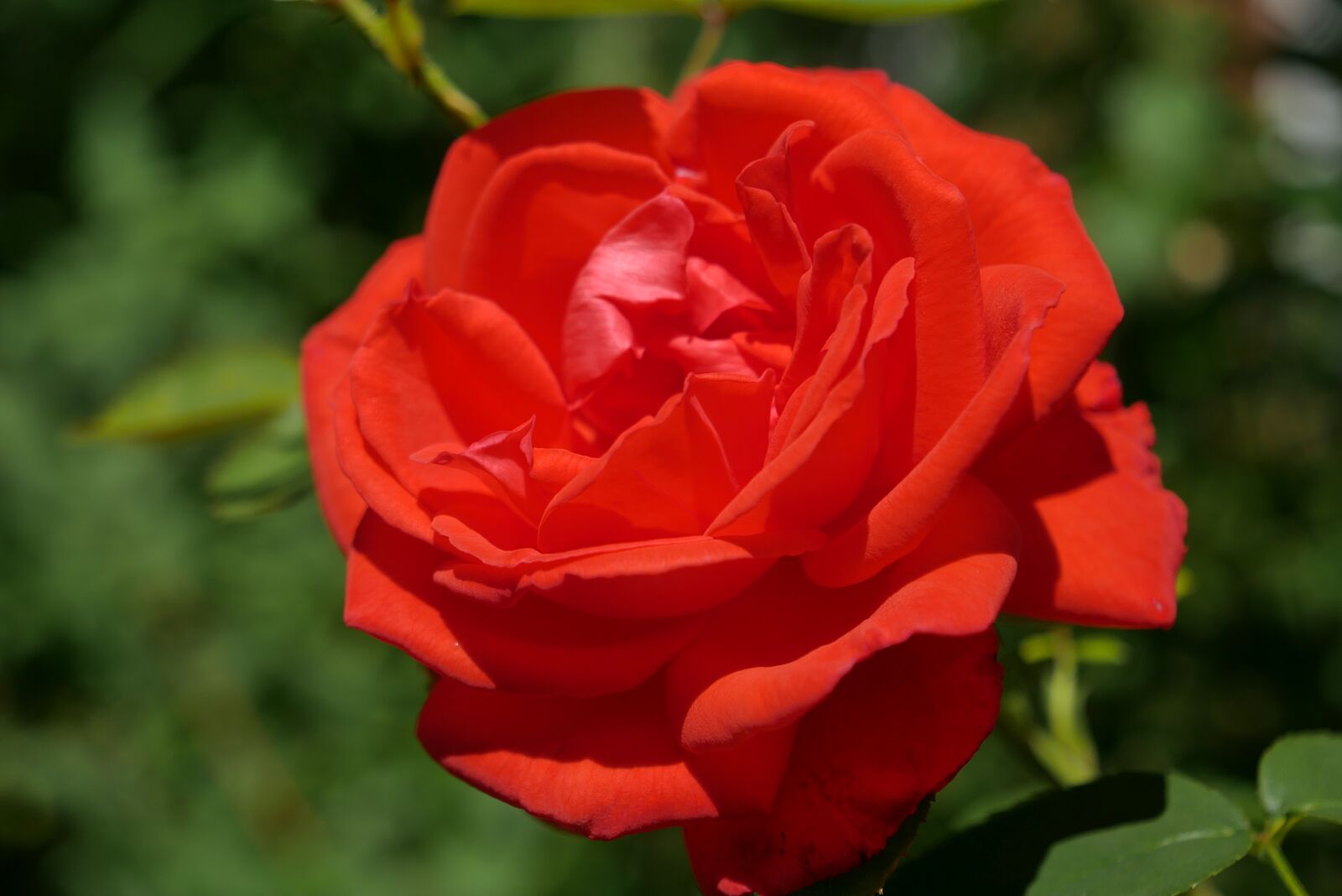 Panasonic DMC-G70 sample photo. Rose, red, romance photography