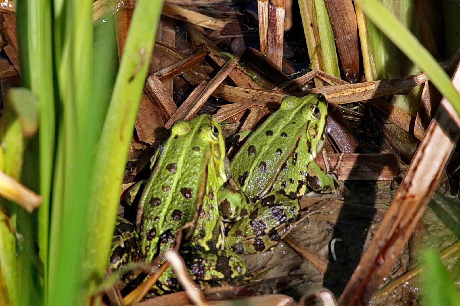Canon EOS 70D sample photo. Frogs, toads, amphibians photography