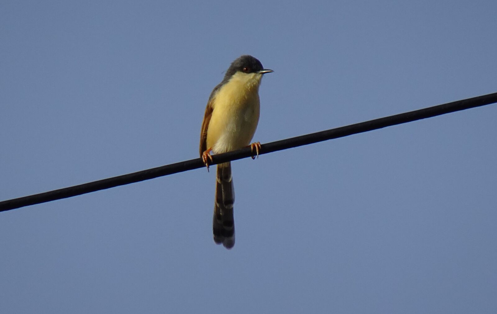 Sony DSC-WX800 sample photo. Bird, warbler, ashy prinia photography