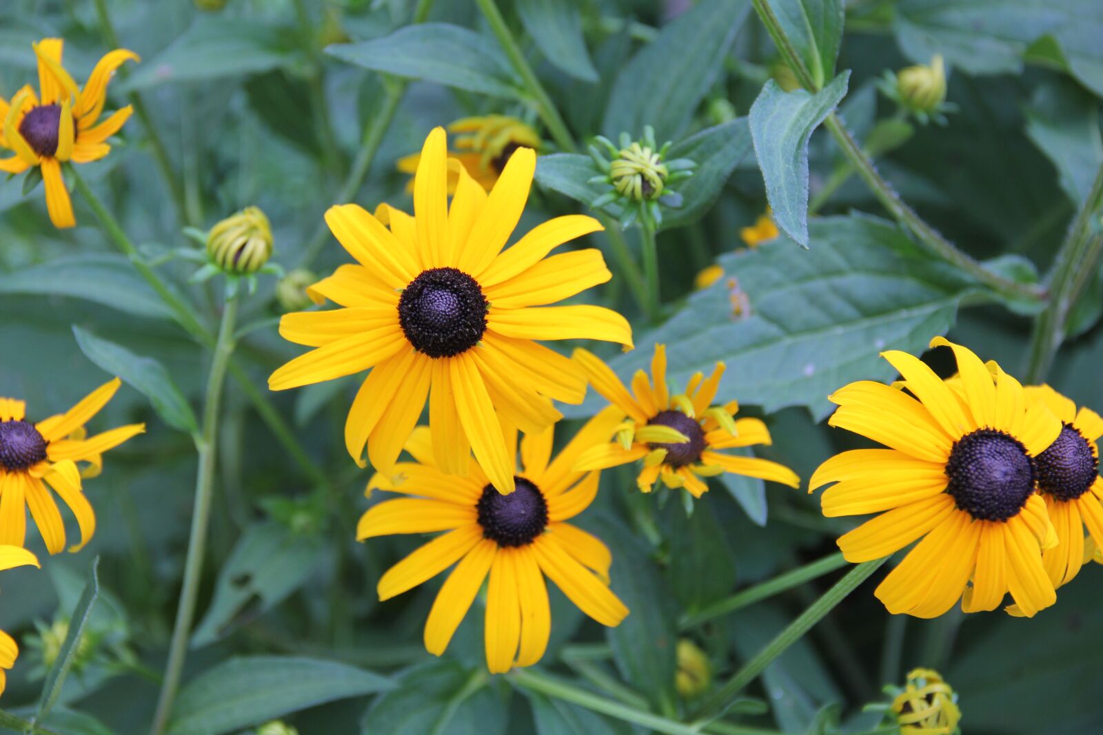 Canon EOS 550D (EOS Rebel T2i / EOS Kiss X4) sample photo. Flowers, yellow, green photography