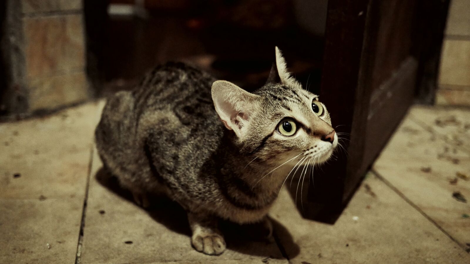 Panasonic Lumix DMC-GH4 sample photo. Cat, pussy, domestic animal photography